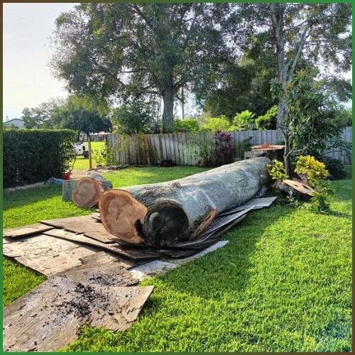 Tree Removal in Valrico FL
