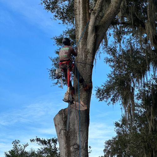 Tree Service in Valrico, FL