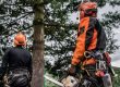 Emergency Tree Services vs. Regular Tree Care: What's the Difference?.