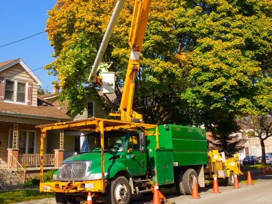Reasons You Need Tree Removal Services