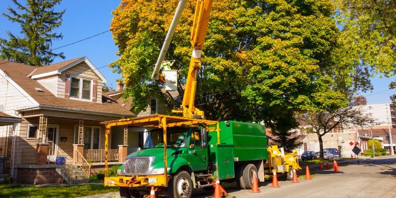 Reasons You Need Tree Removal Services