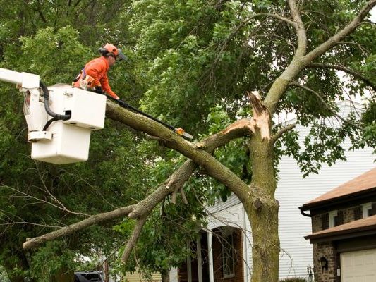 Recognizing When You Need Emergency Tree Service