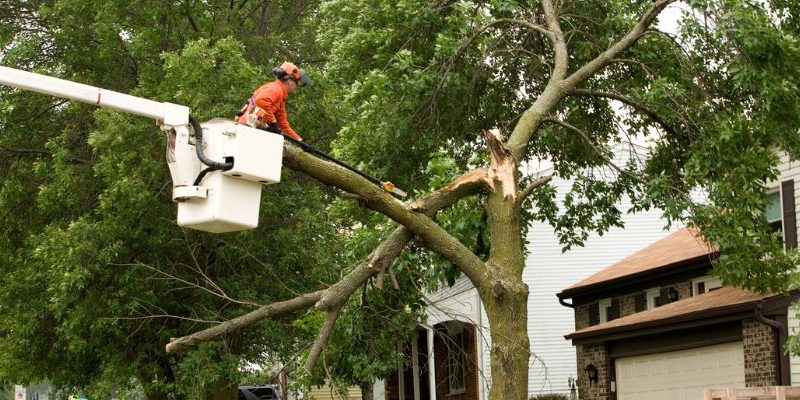 Recognizing When You Need Emergency Tree Service