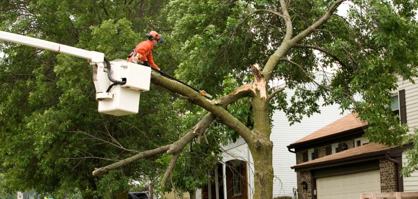 Recognizing When You Need Emergency Tree Service
