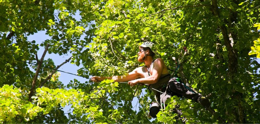 Regular Tree Care and Maintenance