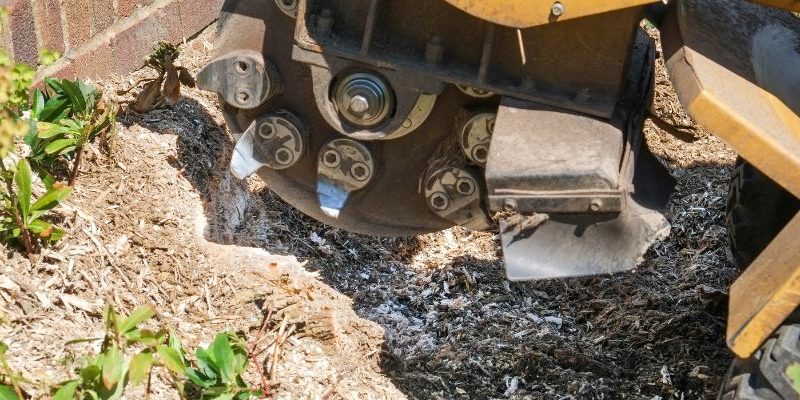 Stump Grinding Cost Analysis and Budgeting Tips