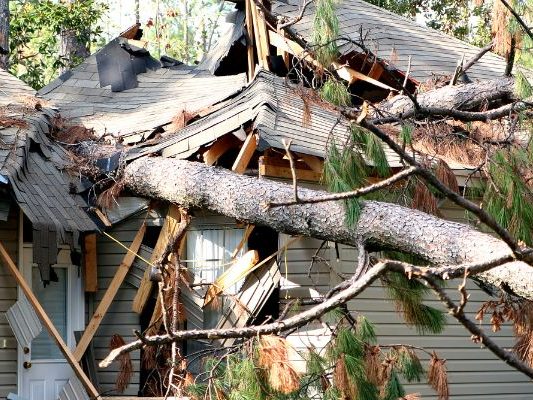 The Dangers of Planting Trees Too Close to Your Home