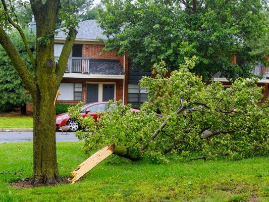 Visible Damage to the Tree