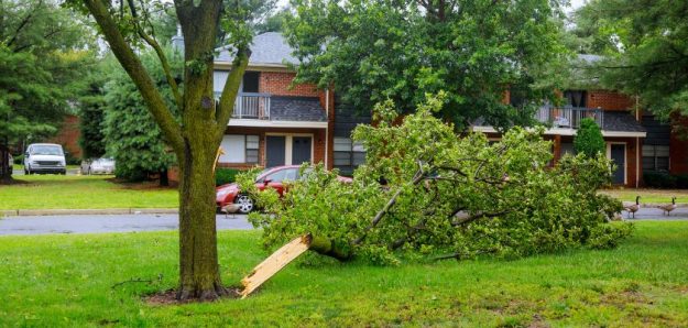 Visible Damage to the Tree