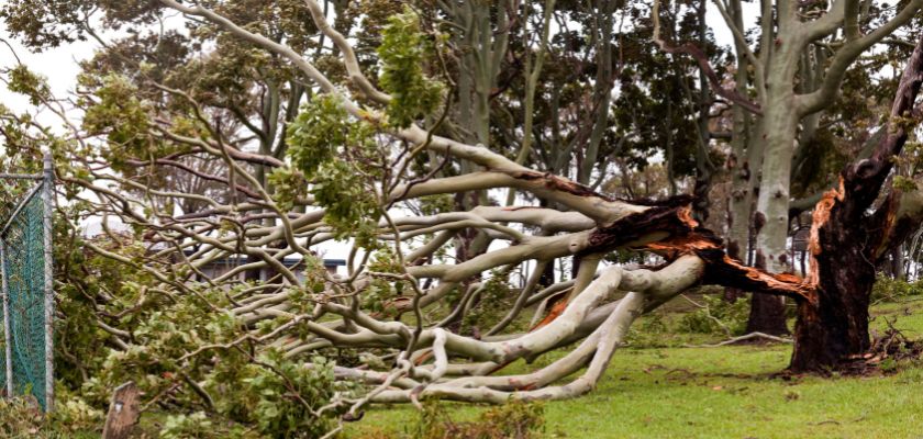 What to Expect from Emergency Tree Services
