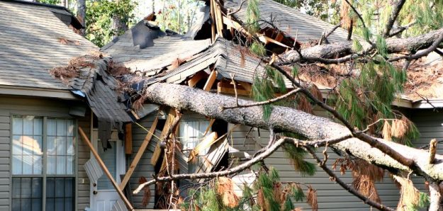 Storm Damage Tree Service