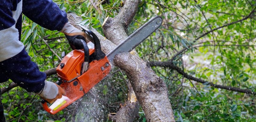 Strengthening Tree Health Through Trimming