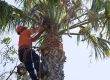 The Role of Tree Trimming in Disease Prevention