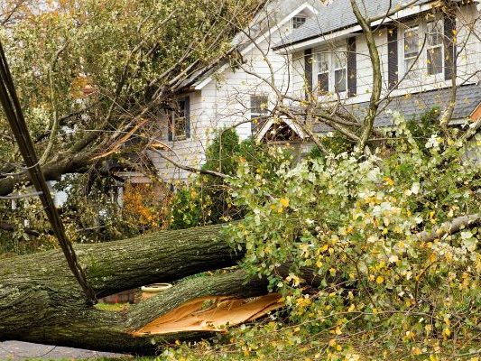 post-storm-tree-damage-guide