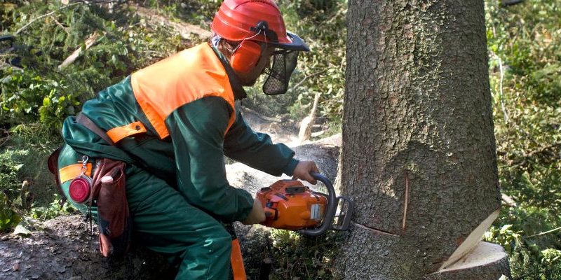 Tree Removal Insurance