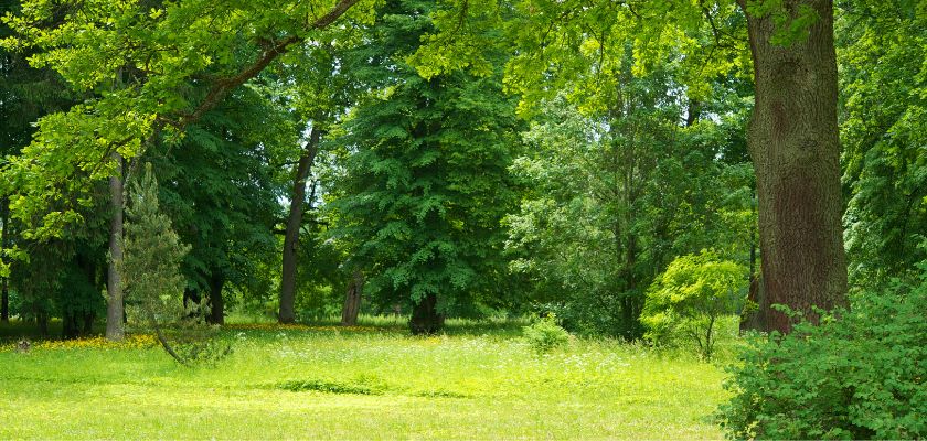 Understanding the Importance of Tree Preservation