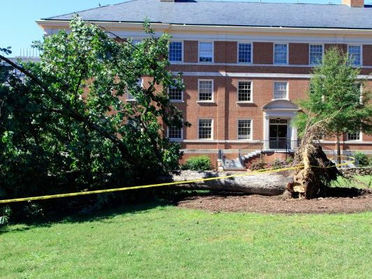 Effective Storm Preparation for Trees Protecting Your Property