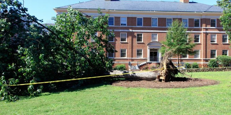 Effective Storm Preparation for Trees Protecting Your Property