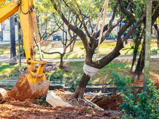 Importance of Permits in Tree Removal