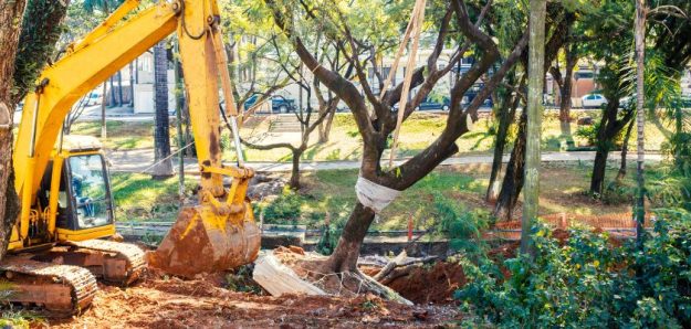 Importance of Permits in Tree Removal