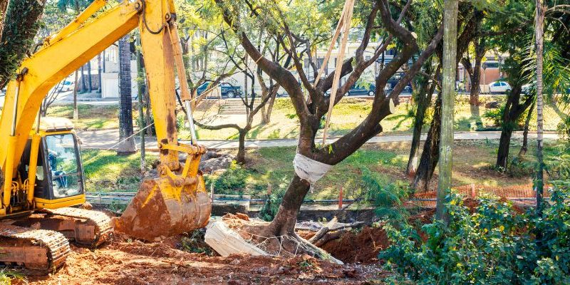 Importance of Permits in Tree Removal