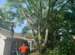 Timber Kings Tree Service