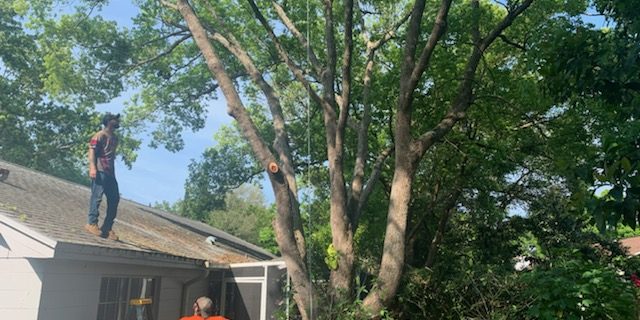 Timber Kings Tree Service