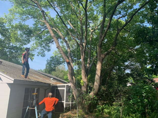 Timber Kings Tree Service