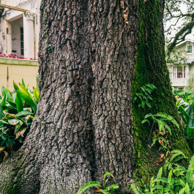 Timber Kings Tree Service