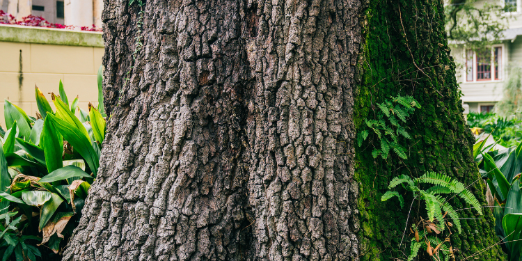 Timber Kings Tree Service