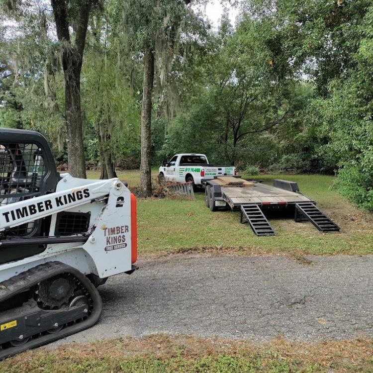 Signs Your Tree Needs Immediate Removal - Timber Kings Tree Service