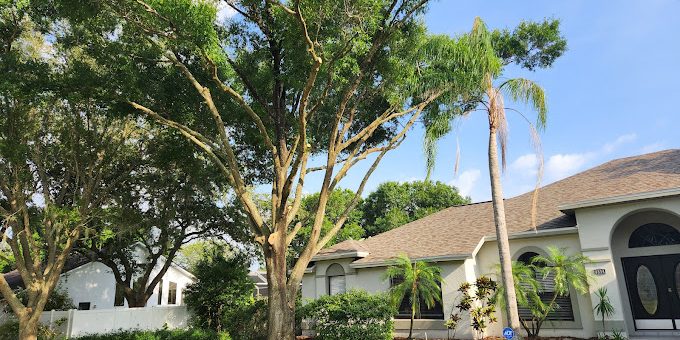 Timber Kings Tree Service (2)