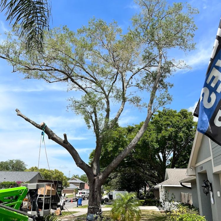 Signs Your Trees Need Trimming Before Storms