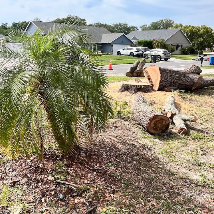 Tree Removal Near Me: Get Safe Cleanup Fast