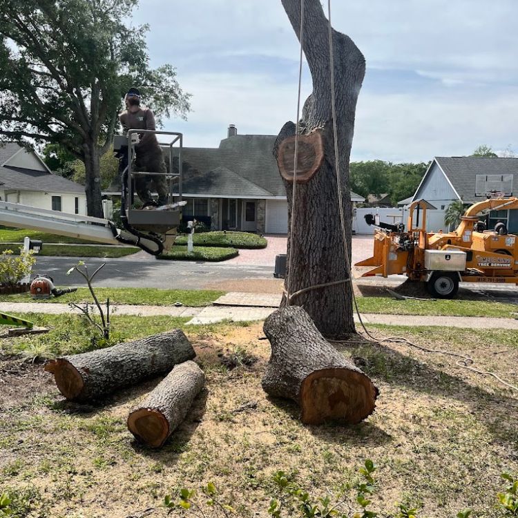Tree Trimming Near Me for Overgrown Branches Safety